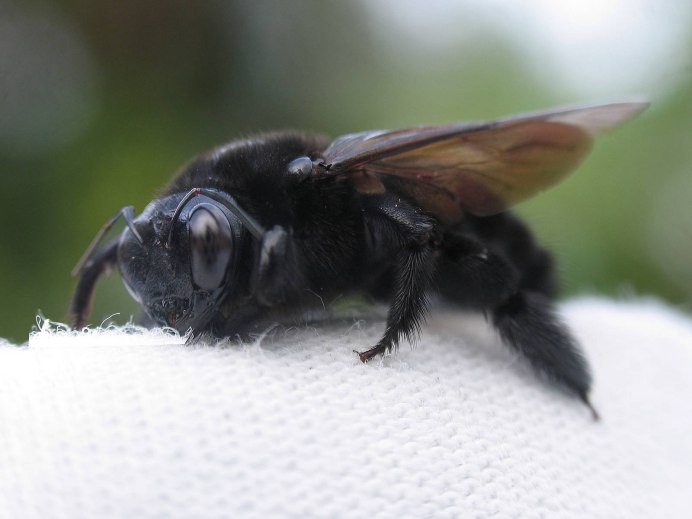 Шершень обыкновенный Vespa crabro