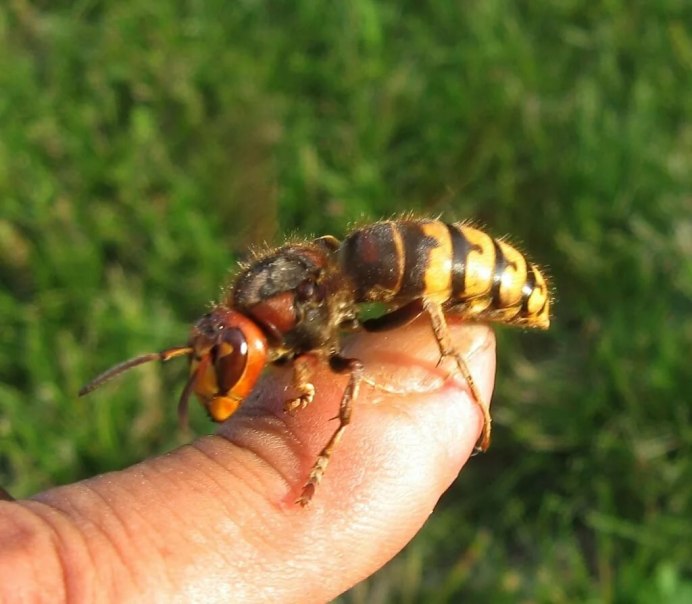 Восточный Шершень Vespa orientalis