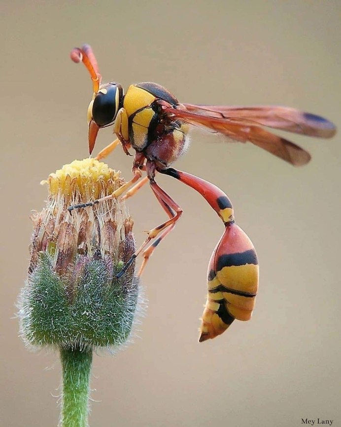 Dolichovespula maculata