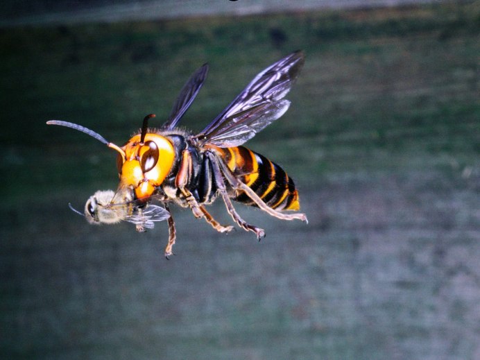 Vespa mandarinia Шершень