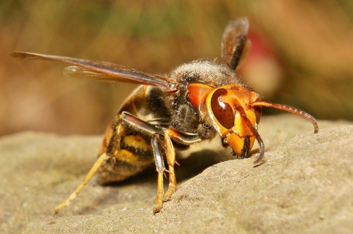 Vespa mandarinia Шершень