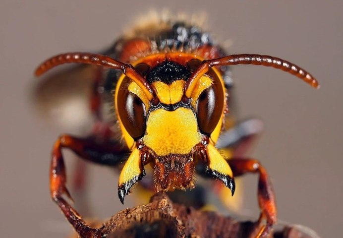 Шмель-плотник фиолетовый( Xylocopa violacea )