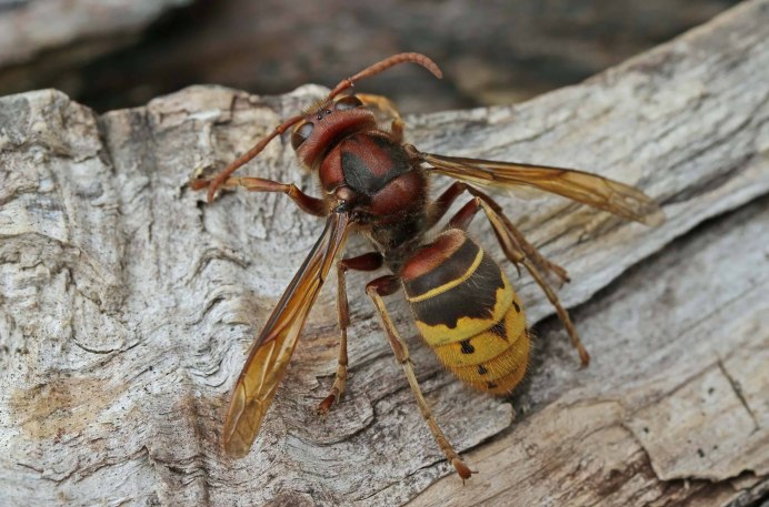 Vespa mandarinia Шершень