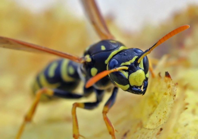 Пчела-плотник Xylocopa Valga
