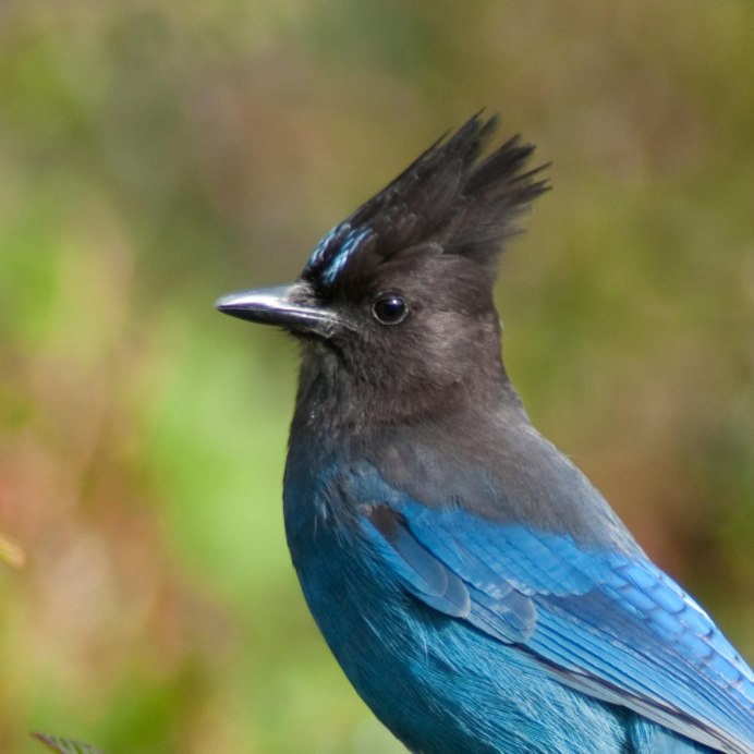 Molothrus ater