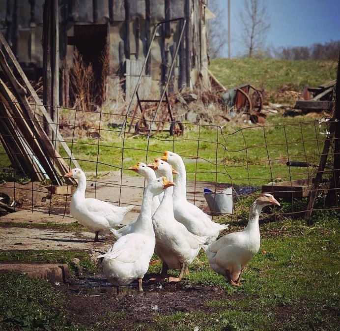 Деревенские куры