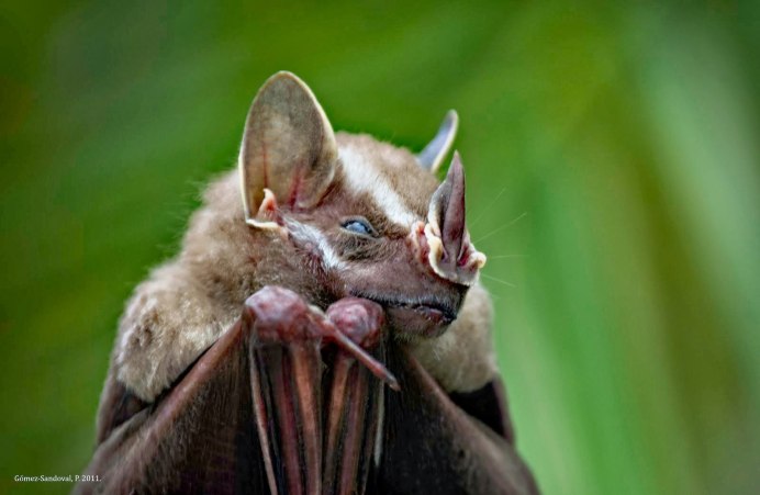 Белый мешкокрыл (Diclidurus Albus)