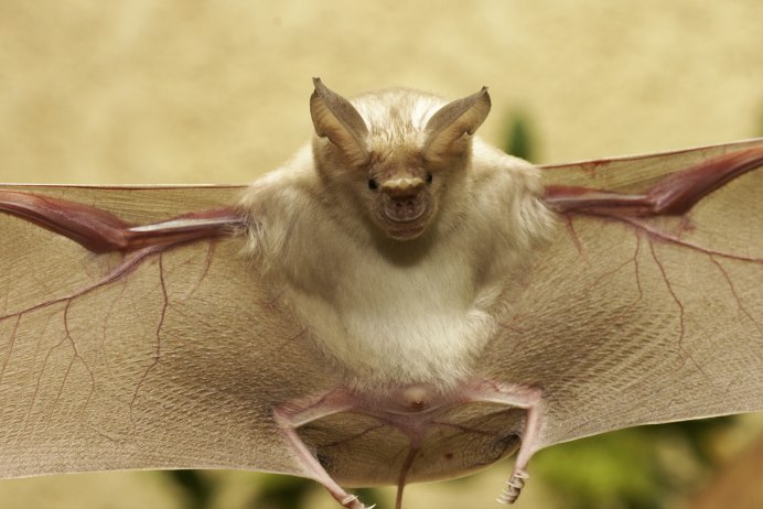 Ectophylla Alba