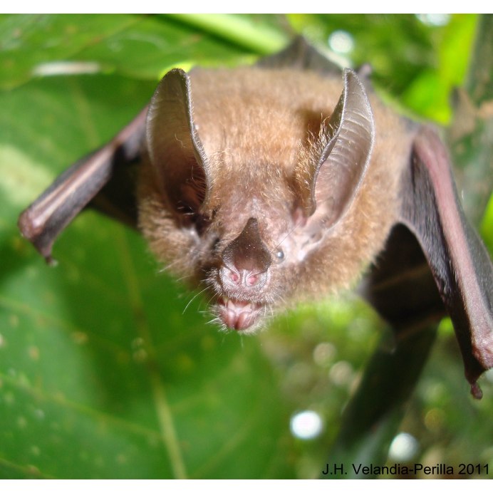 White bat Bartik