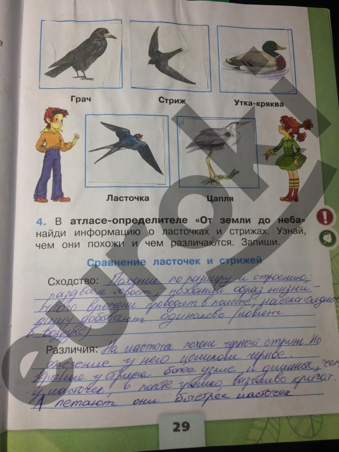 Галка (Coloeus monedula)