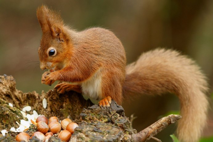 Sciurus spadiceus