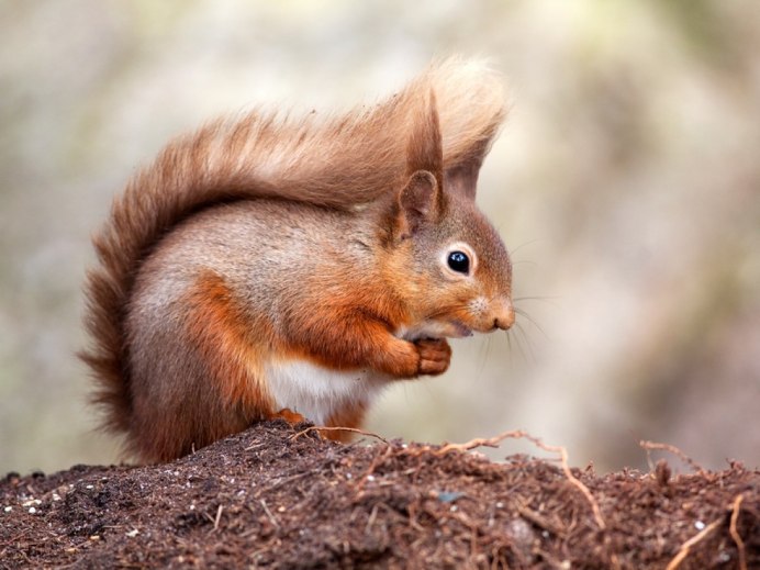 Sciurus vulgaris
