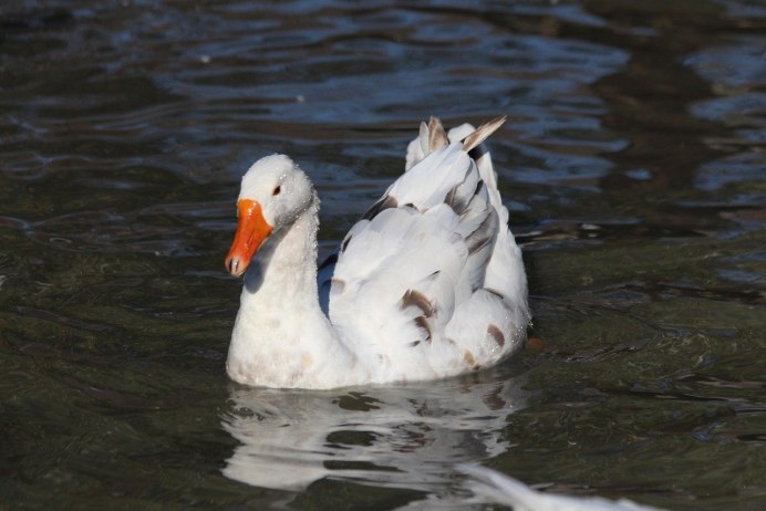 Сноу Гус (Snow Goose)