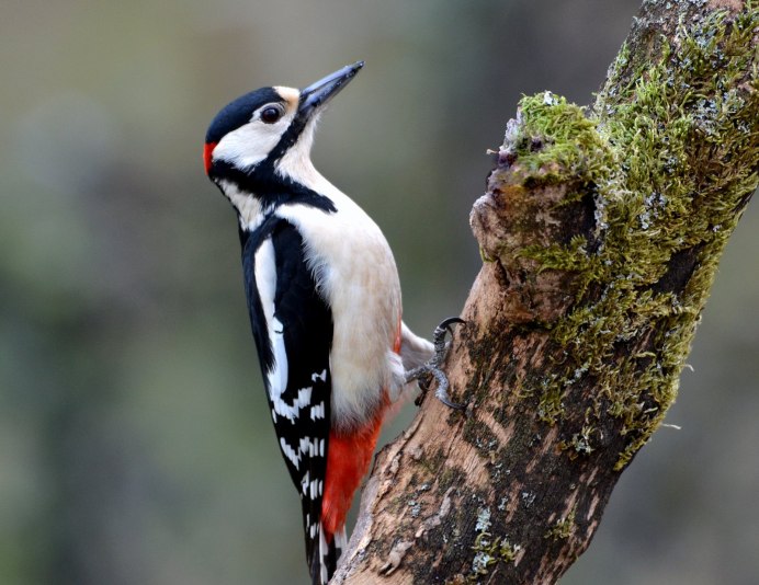 Picus squamatus