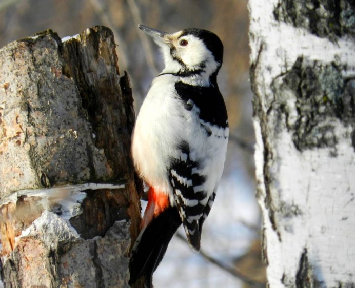 Седой дятел (Picus canus)