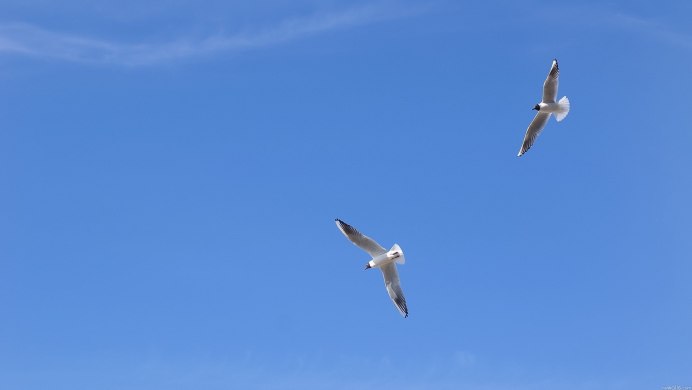 Белая птица