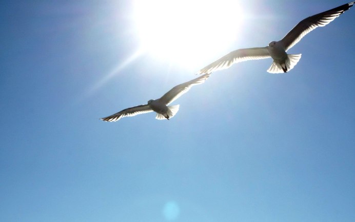 Две птицы в полете