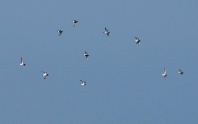 Чайки с черными перьями