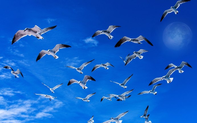 Птица в полете