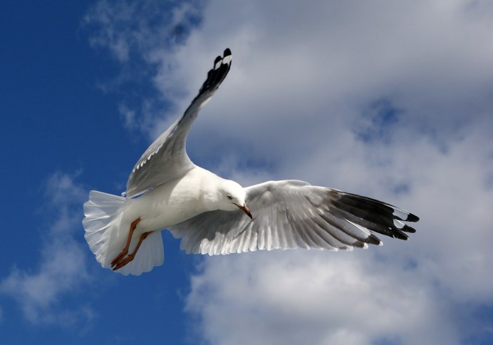 Чайки в поле