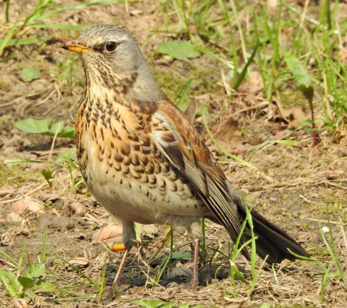 Turdus Merula самка