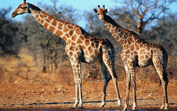 Южноафриканский Жираф (Giraffa camelopardalis capensis
