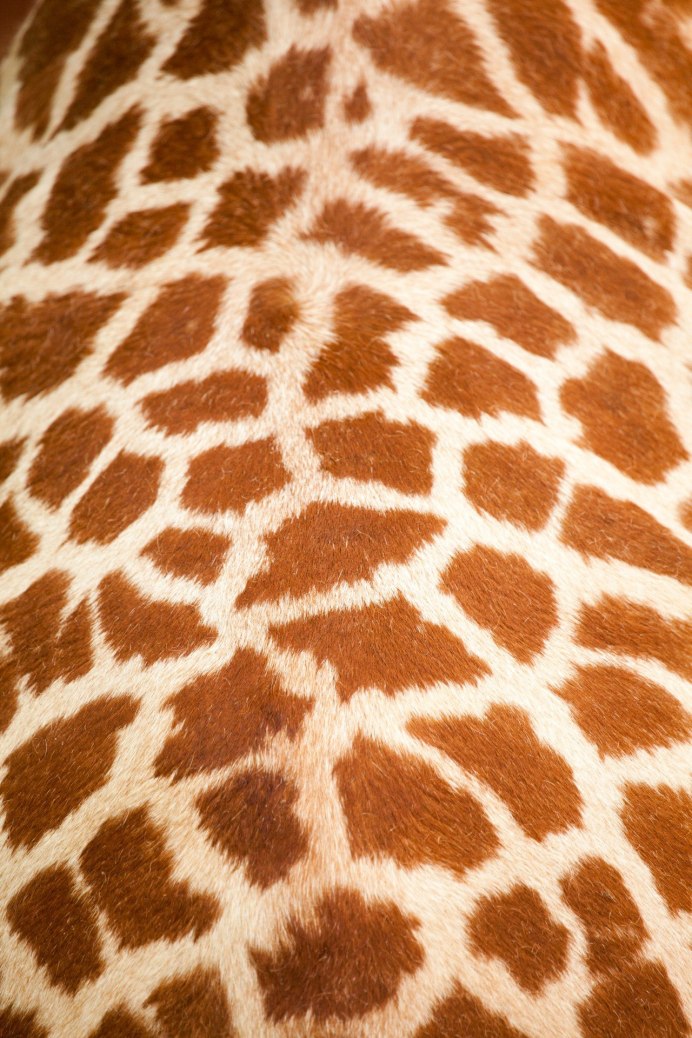 Кабарга Giraffa Giraffa