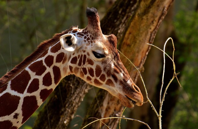 Crazy Giraffe