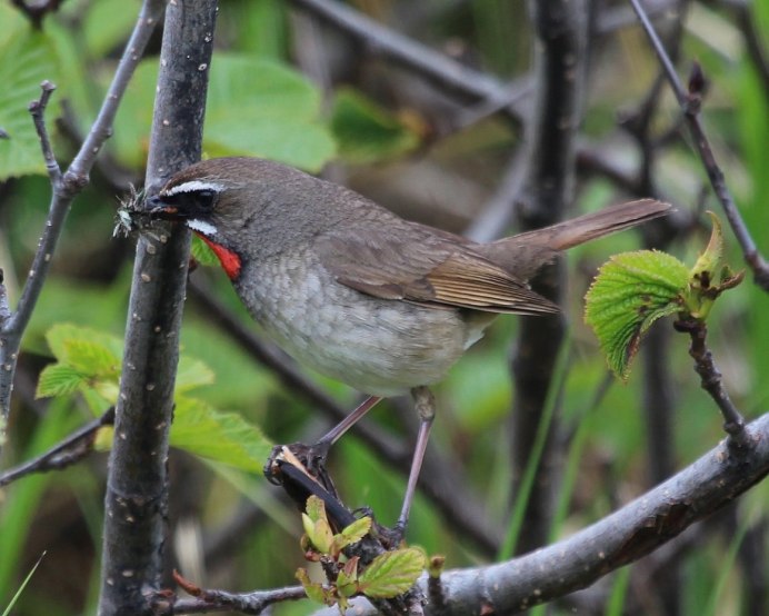 Соловей-красношейка Luscinia Calliope