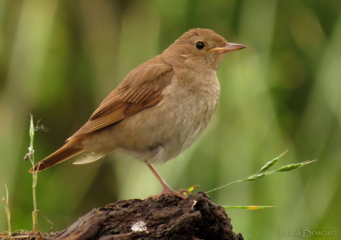 Соловей-красношейка Luscinia Calliope