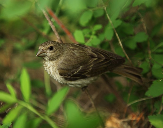The Thrush Nightingale (Luscinia Luscinia)