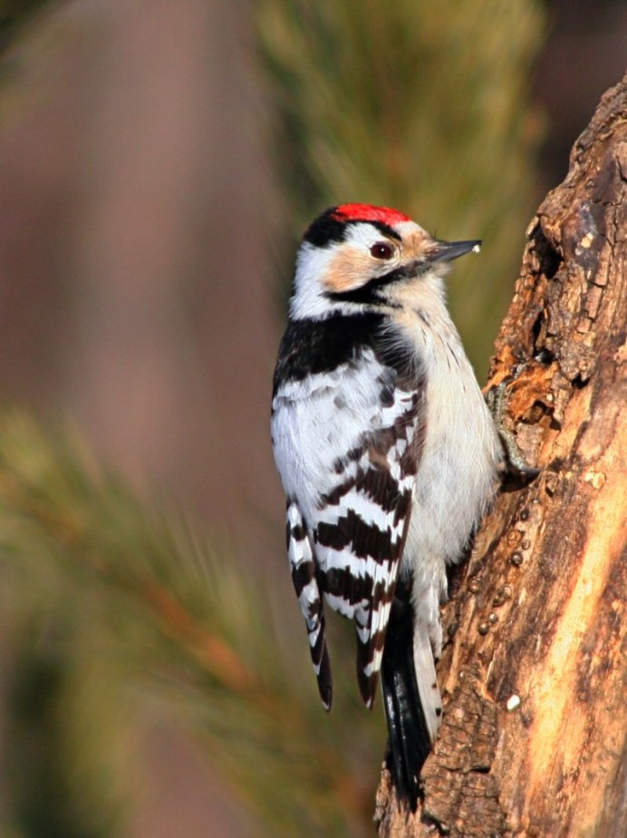 Птица малый пестрый дятел