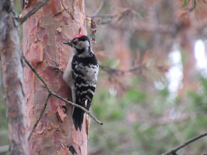 Малый пестрый дятел зимой