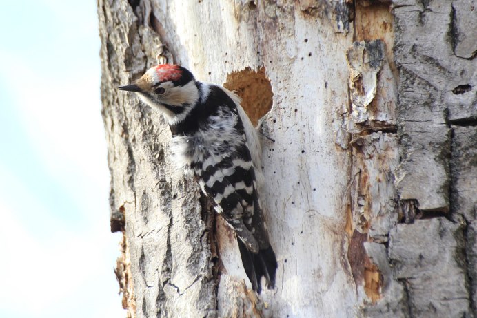 Большой пестрый дятел самец