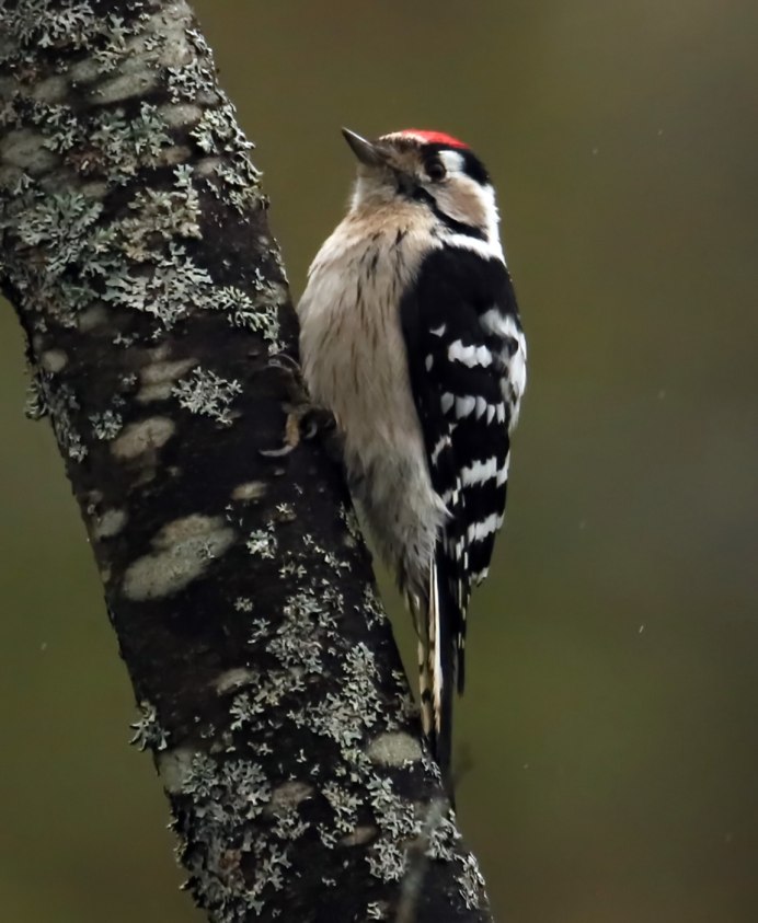 Малый дятел