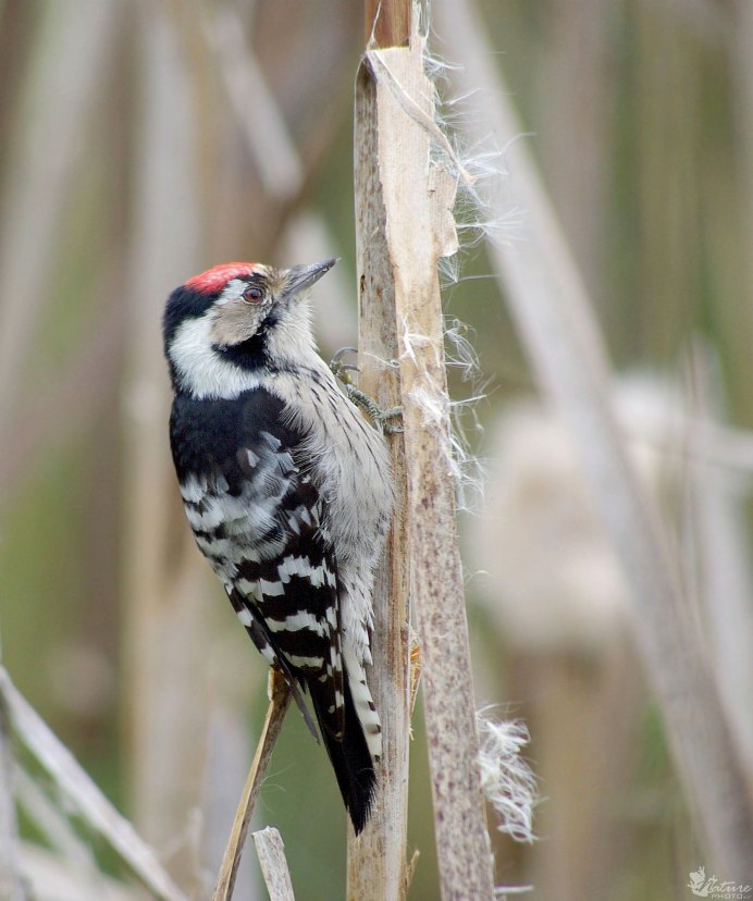 Малый пестрый дятел (Dendrocopos Minor l.)
