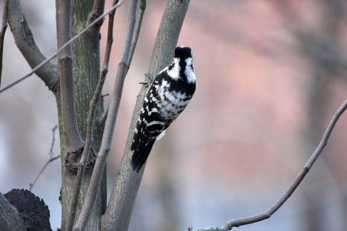 Малый пестрый дятел