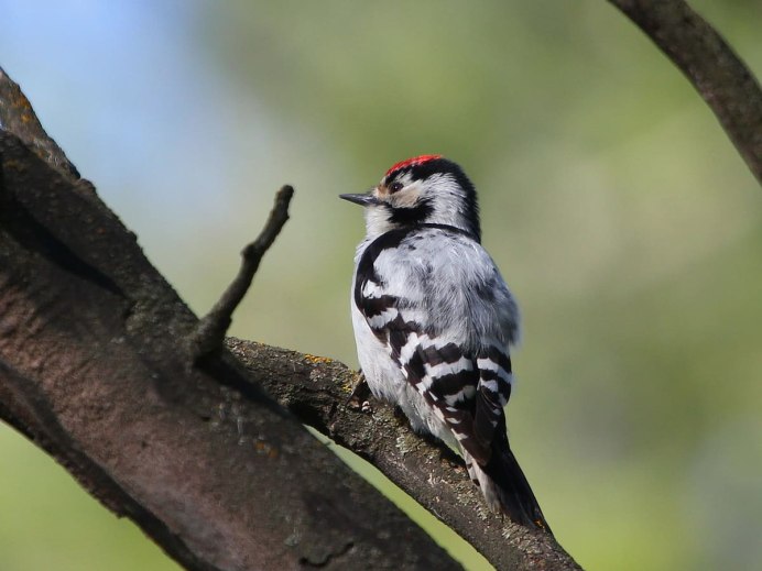 Малый пестрый дятел