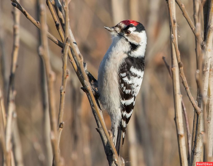 Малый дятел (Dendrocopos Minor)