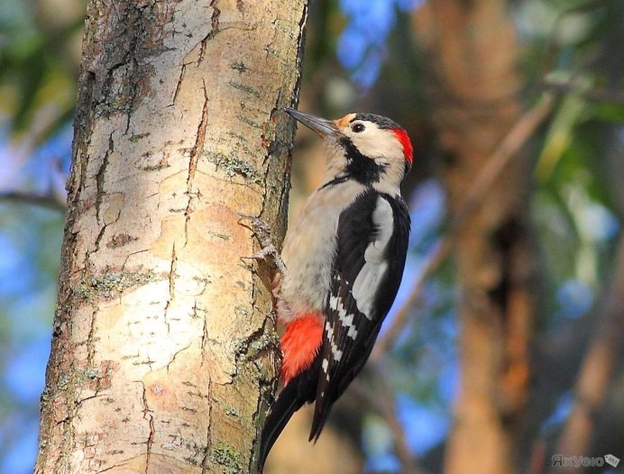 Маленький дятел фото