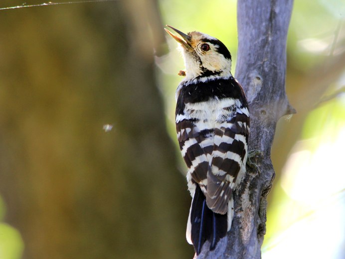 Крапчатый долбонос