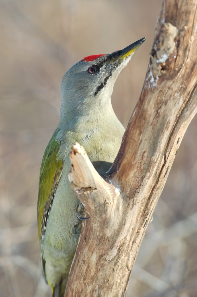 Дятел Сибирский фото