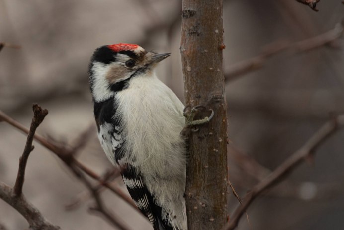 Малый пестрый дятел