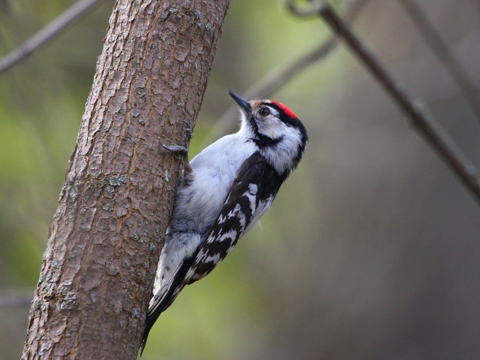 Малый дятел (Dendrocopos Minor)