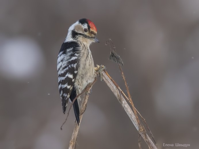 Малый пестрый дятел