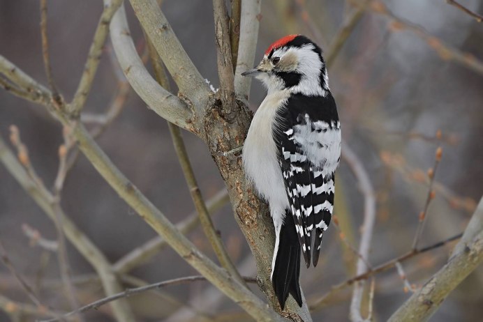 Птица малый пестрый дятел