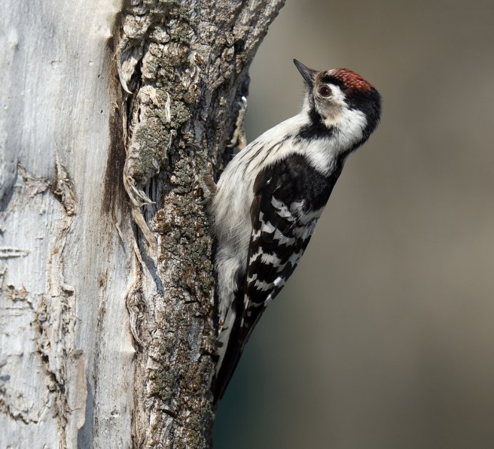 Малый пестрый дятел Dendrocopos Minor