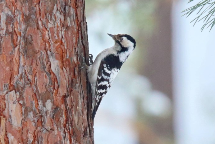 Малый пестрый дятел слеток