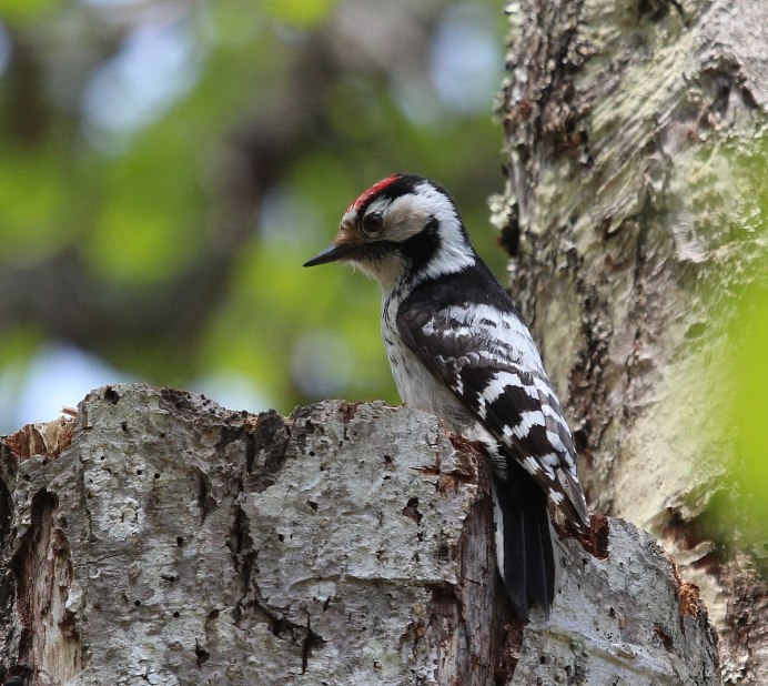 Малый пестрый дятел