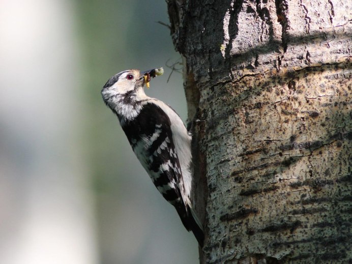 Малый пестрый дятел птенец